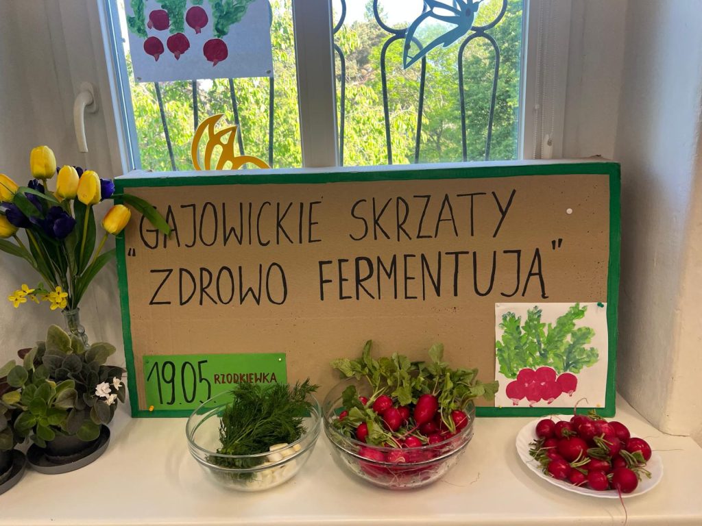Gajowickie Skrzaty zdrowo fermentują- kiszona rzodkiewka